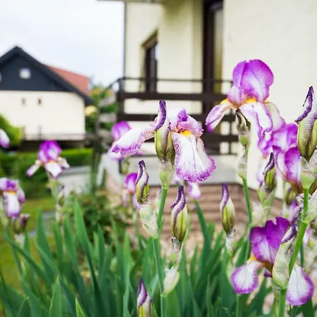 Apartament Ani